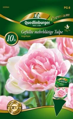 Gefüllte Mehrblütige Tulpe Angelique (10 Stück) | Mehrblütige Tulpen Von Quedlinburger