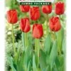 Tulpe Rot (50 Stück) | Tulpenzwiebeln Von Quedlinburger