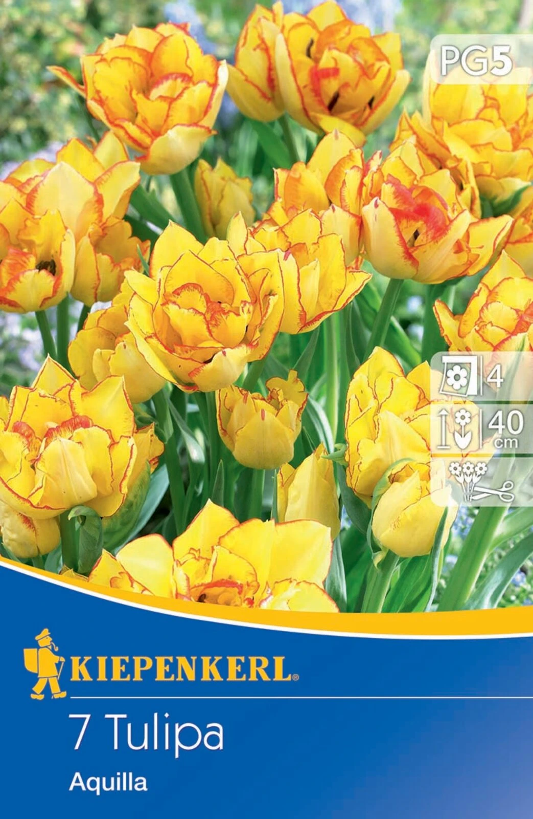 Mehrblütige Tulpen Aquilla (7 Stück) | Tulpenzwiebeln Von Kiepenkerl – Bild 2