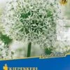 Zierlauch Mont Blanc (1 Stück) | Alliumzwiebeln Von Kiepenkerl