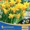 Mega-Pack Narzisse Jetfire (21 Stück) | Narzissenzwiebeln Von Kiepenkerl