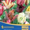 Mega-Pack Papagei Tulpe Papageien Mischung (12 Stück) | Tulpenzwiebeln Von Kiepenkerl