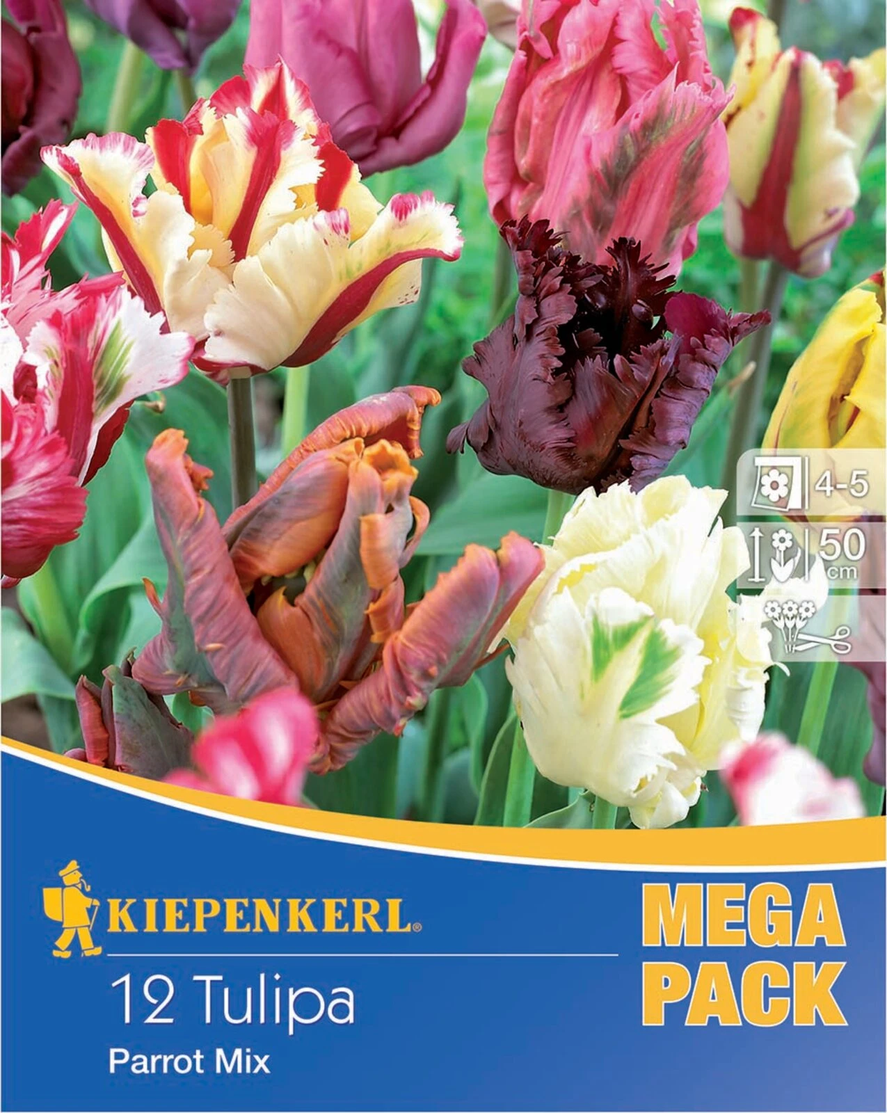 Mega-Pack Papagei Tulpe Papageien Mischung (12 Stück) | Tulpenzwiebeln Von Kiepenkerl