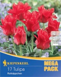 Mega-Pack Greigii-Tulpe Rotkäppchen (17 Stück) | Tulpenzwiebeln Von Kiepenkerl