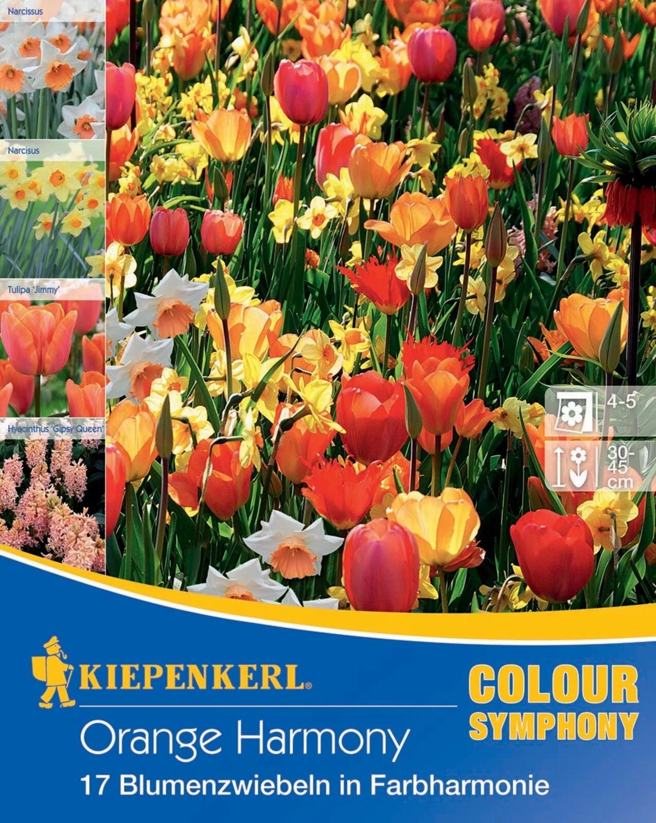 Colour Symphony Orange Harmony (17 Stück) | Blumenzwiebelmischungen Von Kiepenkerl – Bild 2