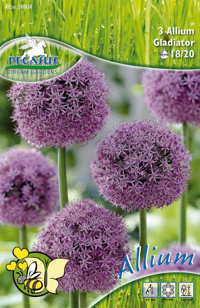 Zierlauch Gladiator (3 Stück) | Alliumzwiebeln Von Pegasus – Bild 2