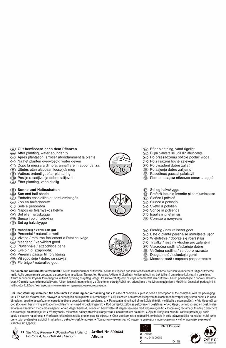 Zierlauch Gladiator (3 Stück) | Alliumzwiebeln Von Pegasus