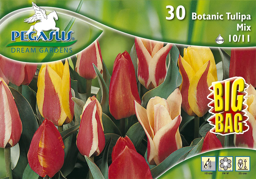Tulpe Botanic Mix (30 Stück) | Tulpenzwiebeln Von Pegasus – Bild 2