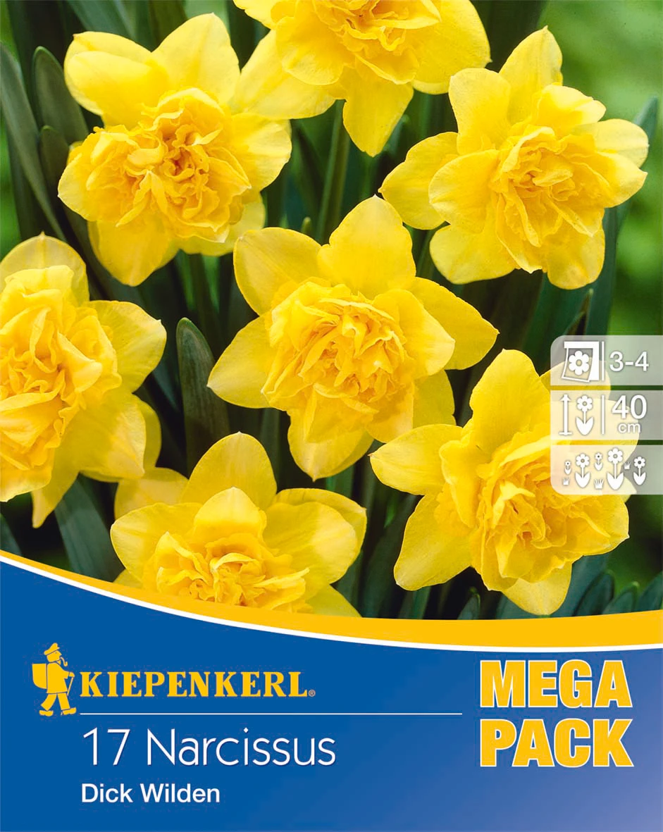 Mega-Pack Narzisse Dick Wilden (17 Stück) | Narzissenzwiebeln Von Kiepenkerl – Bild 2