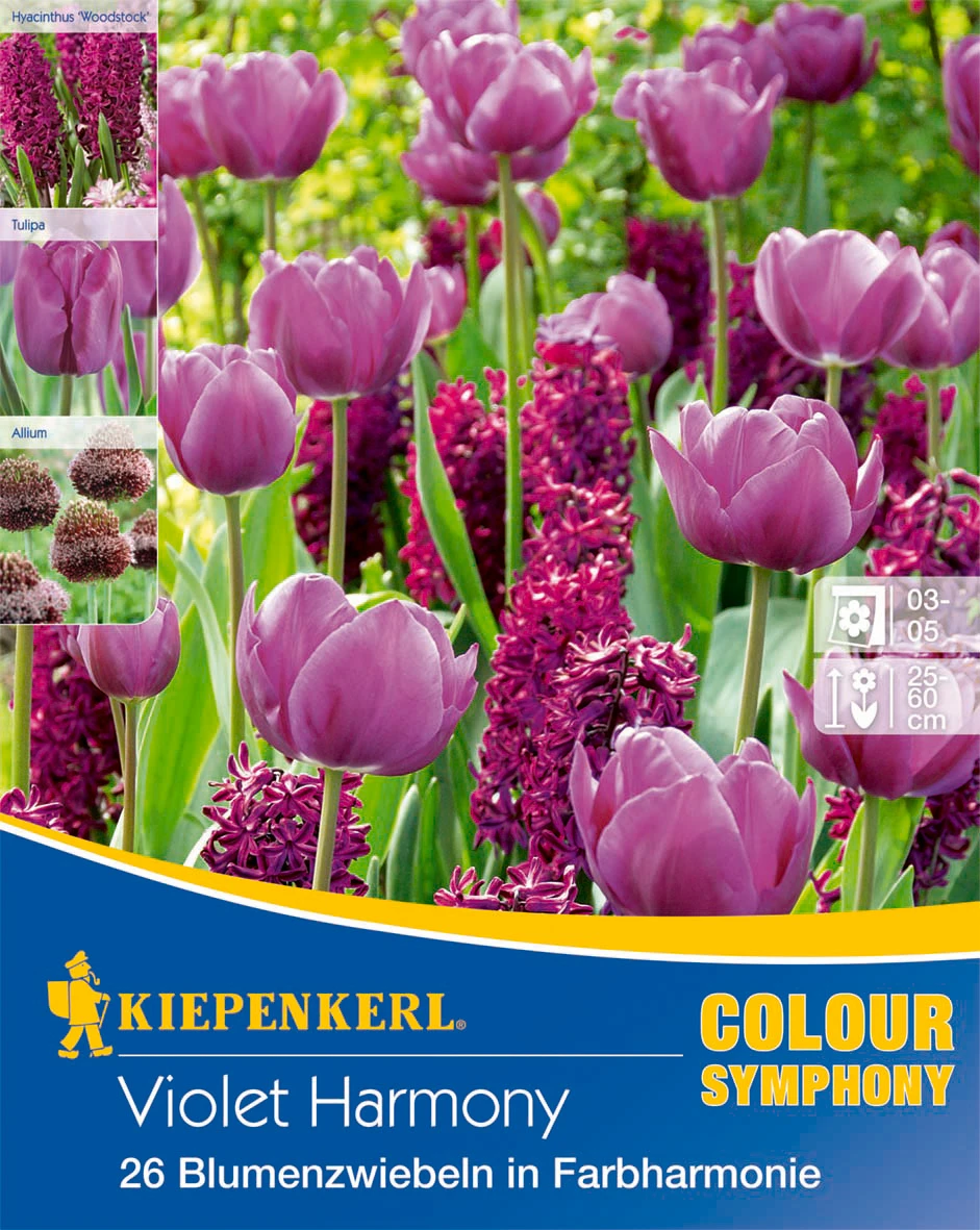 Colour Symphony Violet Harmony (26 Stück) | Blumenzwiebelmischungen Von Kiepenkerl