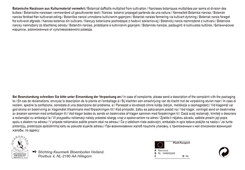 Narzisse Tete á Tete (30 Stück) | Narzissenzwiebeln Von Pegasus