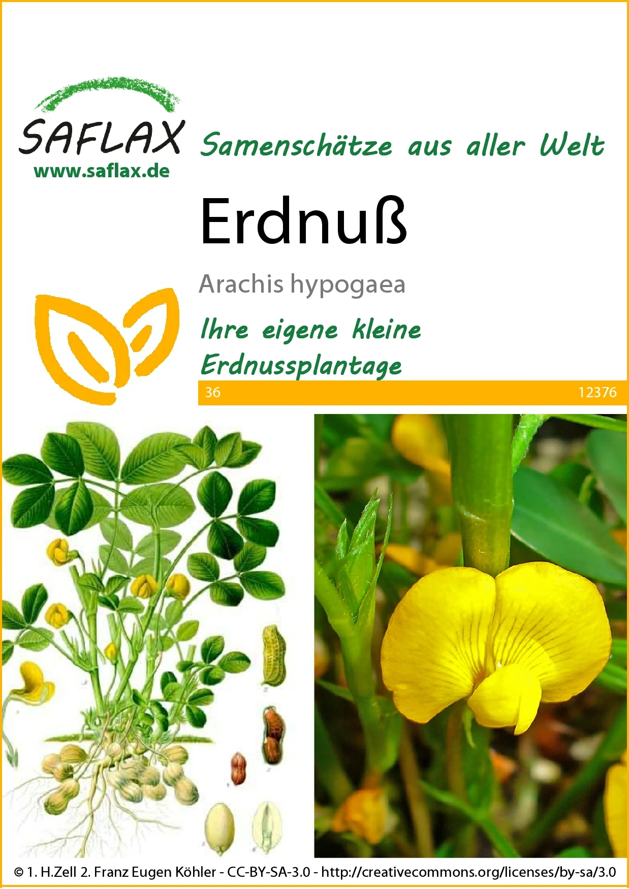 Erdnuß | Erdnusssamen Von Saflax – Bild 2