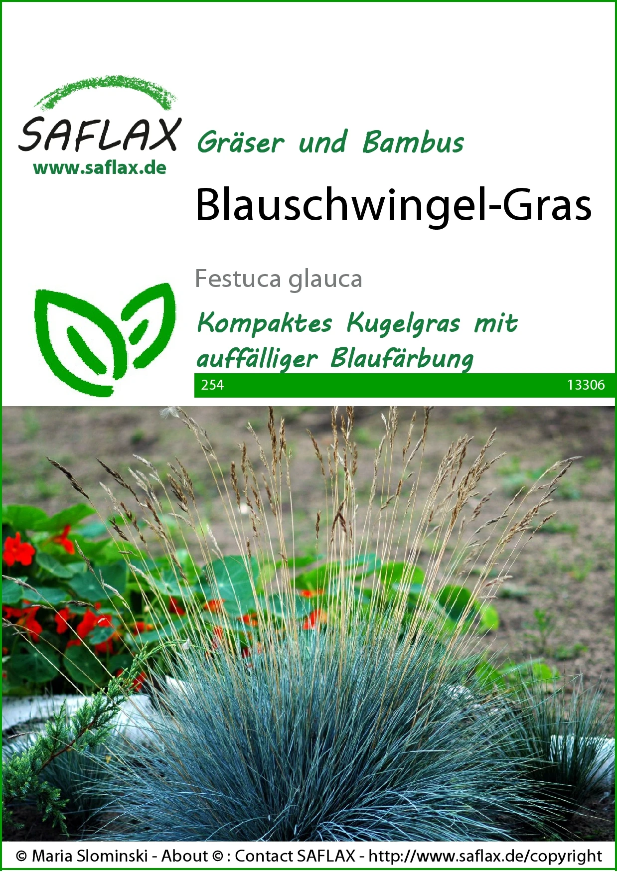 Blauschwingel Gras | Gräsersamen Von Saflax – Bild 2
