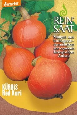 Kürbis Red Kuri | BIO Kürbissamen Von Reinsaat