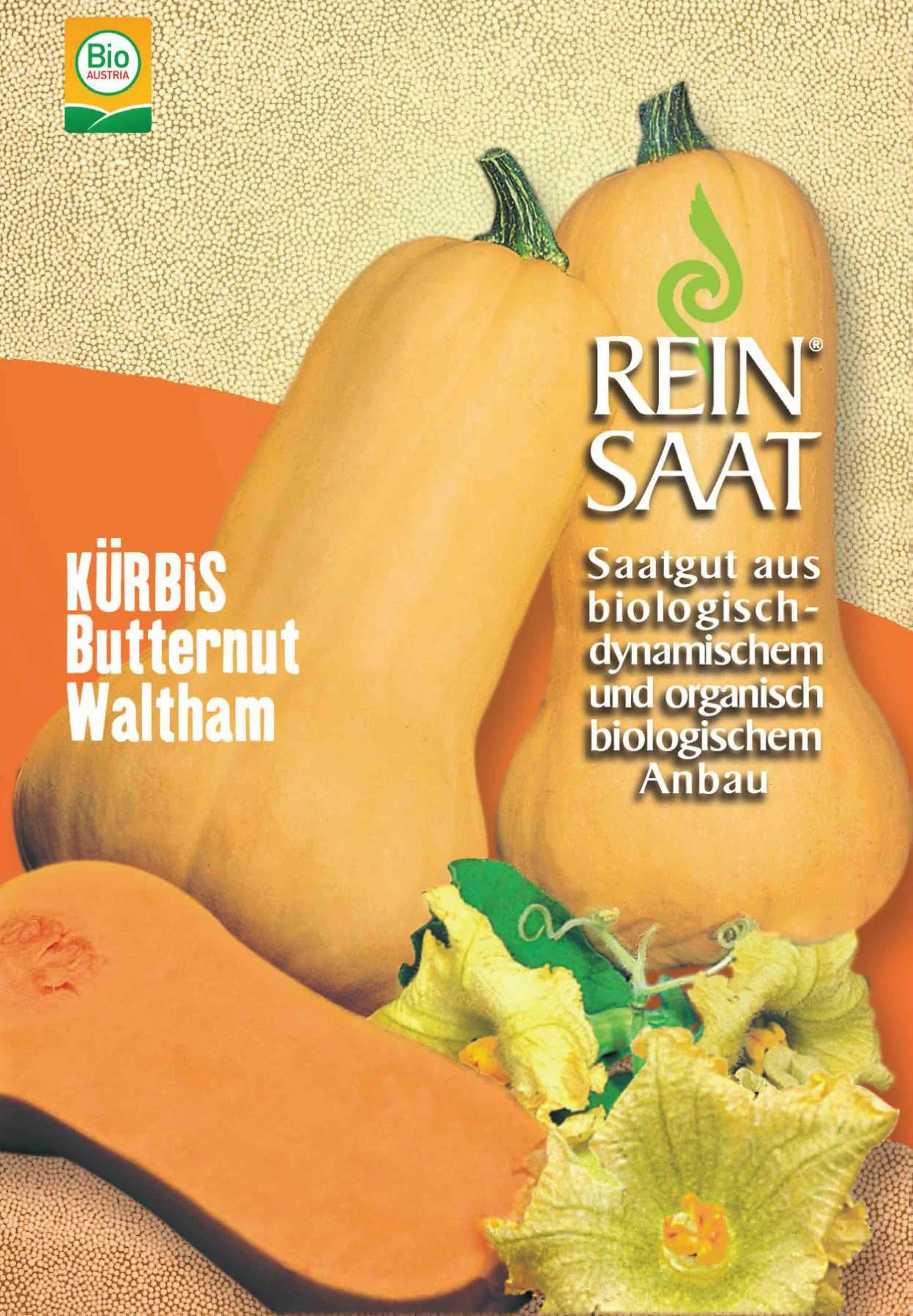 Kürbis Butternut Waltham | BIO Butternutkürbissamen Von Reinsaat