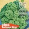 Grünkohl Westlandse Winter | BIO Grünkohlsamen Von Reinsaat