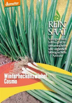 Winterheckenzwiebel | BIO Zwiebelsamen Von Reinsaat
