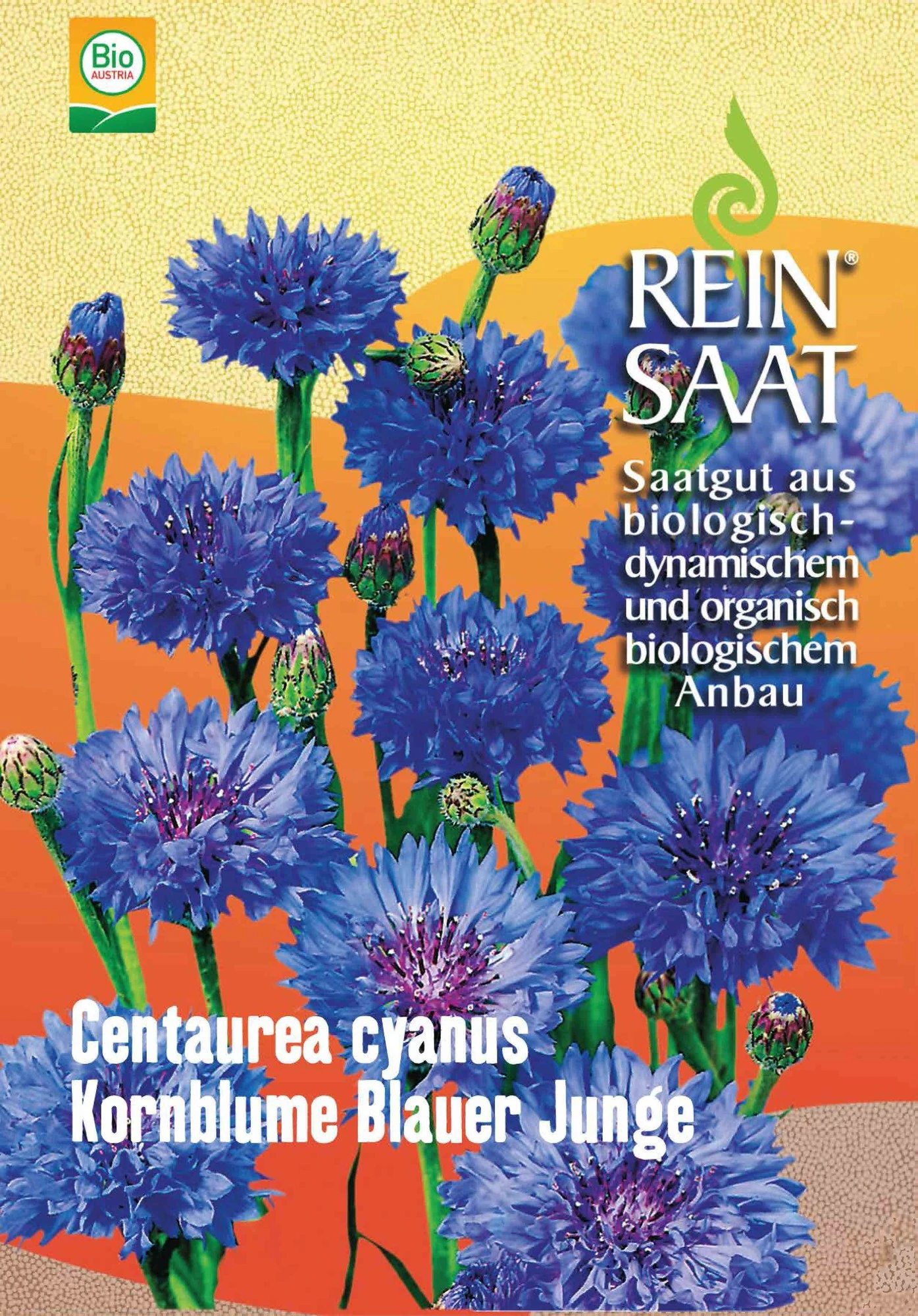 Kornblume Blauer Junge | BIO Kornblumensamen Von Reinsaat