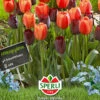 Tulpe Halloween (14 Stück) | Triumph-Tulpen Von Sperli