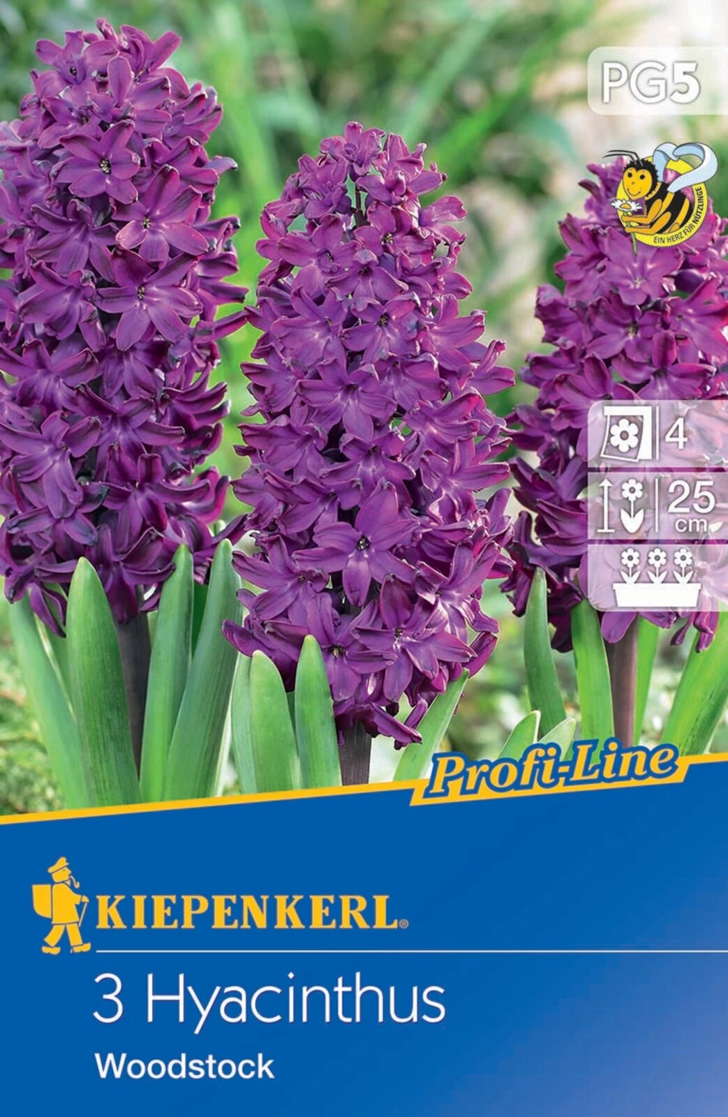 Hyazinthe Woodstock (3 Stück) | Hyazinthenzwiebeln Von Kiepenkerl – Bild 2