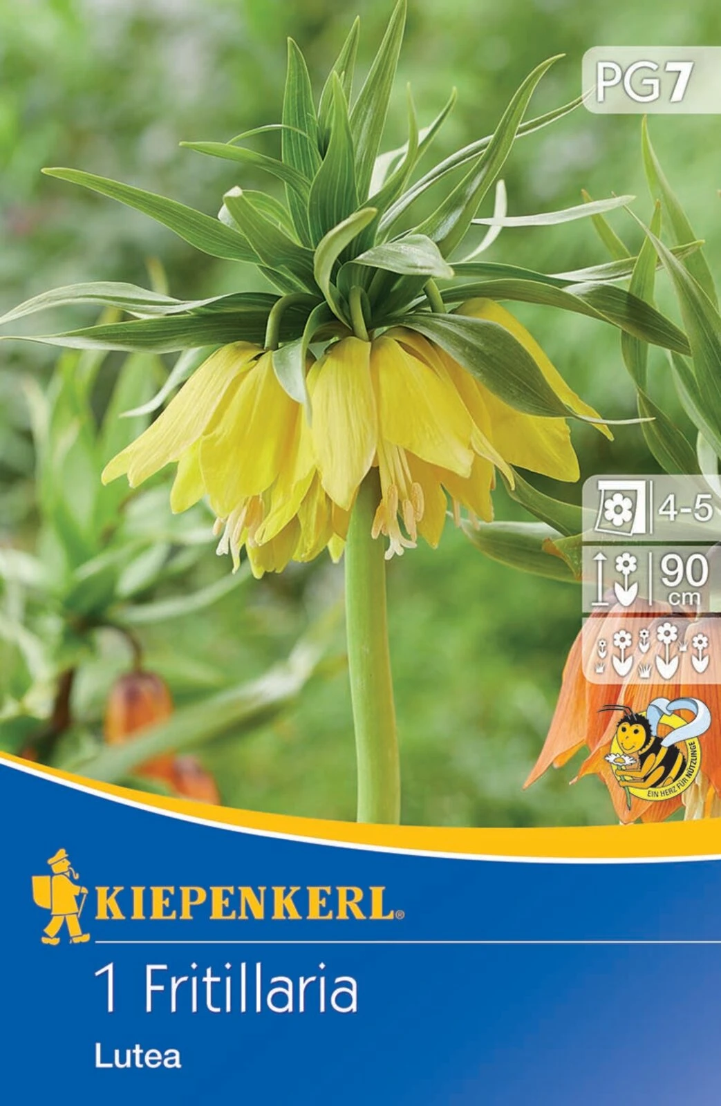 Kaiserkrone Lutea (1 Stück) | Kaiserkronenzwiebeln Von Kiepenkerl – Bild 2