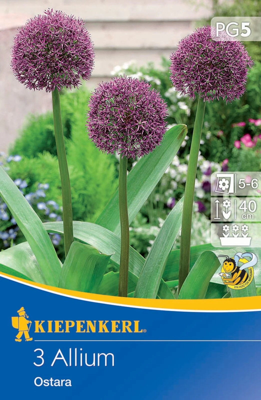 Zierlauch Ostara (3 Stück) | Alliumzwiebeln Von Kiepenkerl – Bild 2