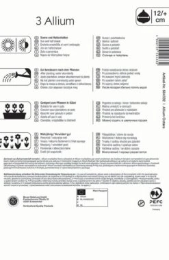 Zierlauch Ostara (3 Stück) | Alliumzwiebeln Von Kiepenkerl