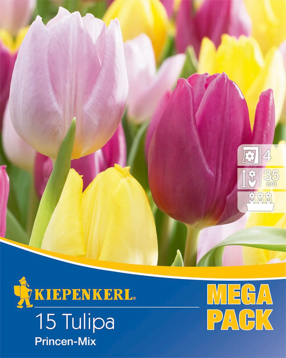 Mega-Pack Einfache Frühe Tulpe Princen Mischung (15 Stück) | Tulpenzwiebeln Von Kiepenkerl
