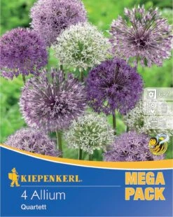Mega-Pack Zierlauch Großblumige Mischung (4 Stück) | Alliumzwiebeln Von Kiepenkerl