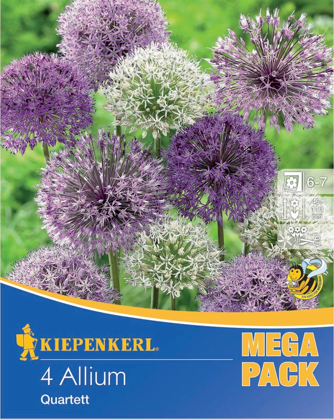 Mega-Pack Zierlauch Großblumige Mischung (4 Stück) | Alliumzwiebeln Von Kiepenkerl