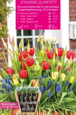 Etagere Quartett (25 Stück) | Blumenzwiebelmischungen Von Young Generation