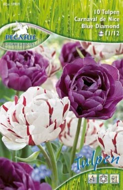Tulpe Carnaval De Nice & Blue Diamond (10 Stück) | Tulpenzwiebeln Von Pegasus