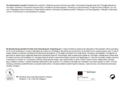 Bienentulpe Mix Mega-Pack (50 Stück) | Tulpenzwiebeln Von Pegasus