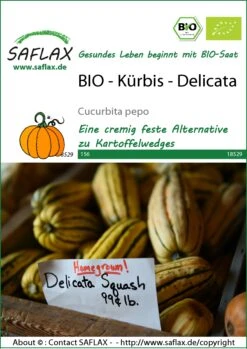 Kürbis Delicata | BIO Kürbissamen Von Saflax