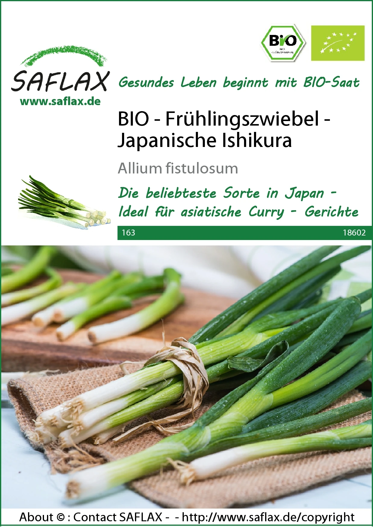 Frühlingszwiebel Japanische Ishikura | BIO Zwiebelsamen Von Saflax – Bild 2