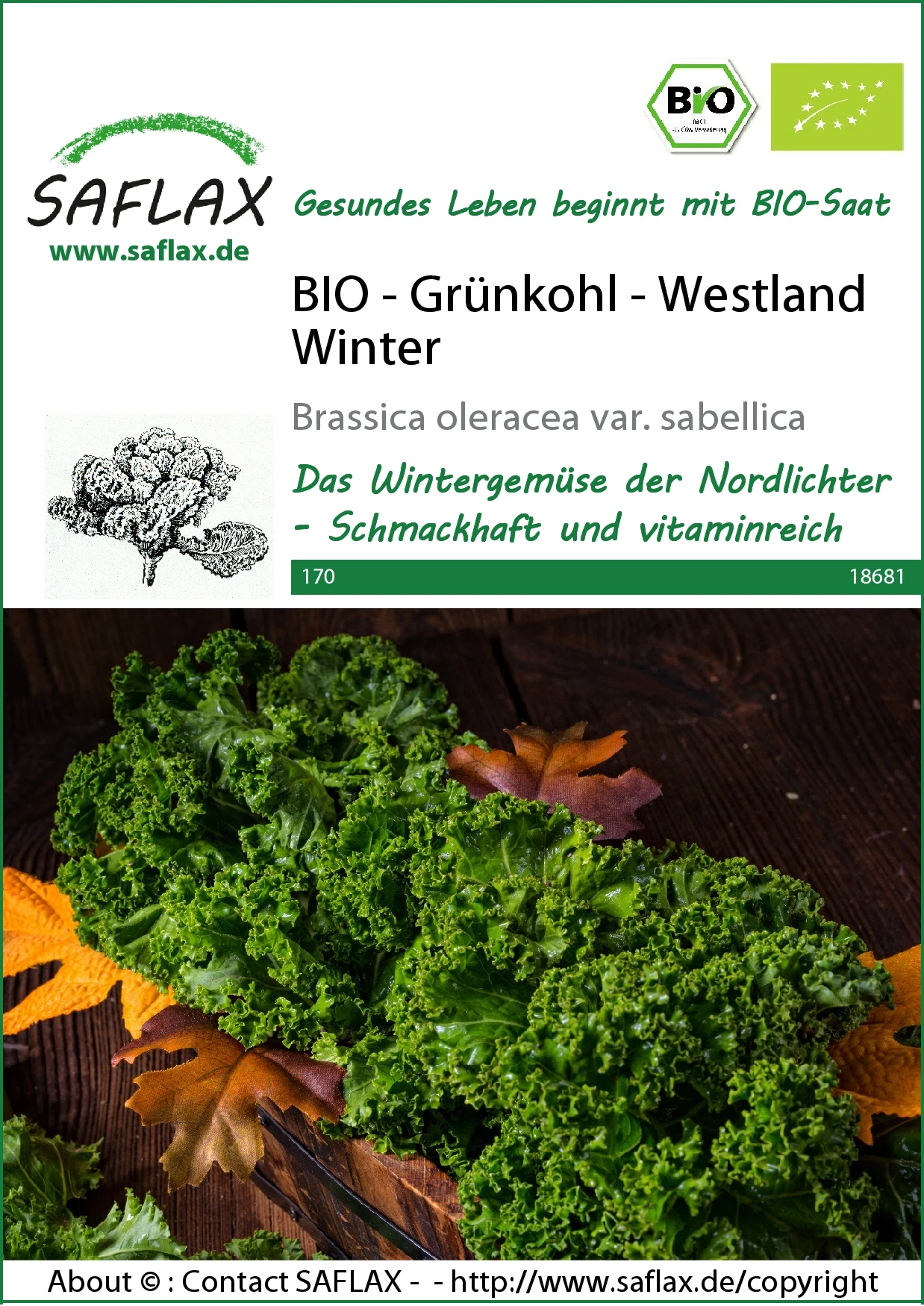 Grünkohl Westland Winter | BIO Grünkohlsamen Von Saflax – Bild 2
