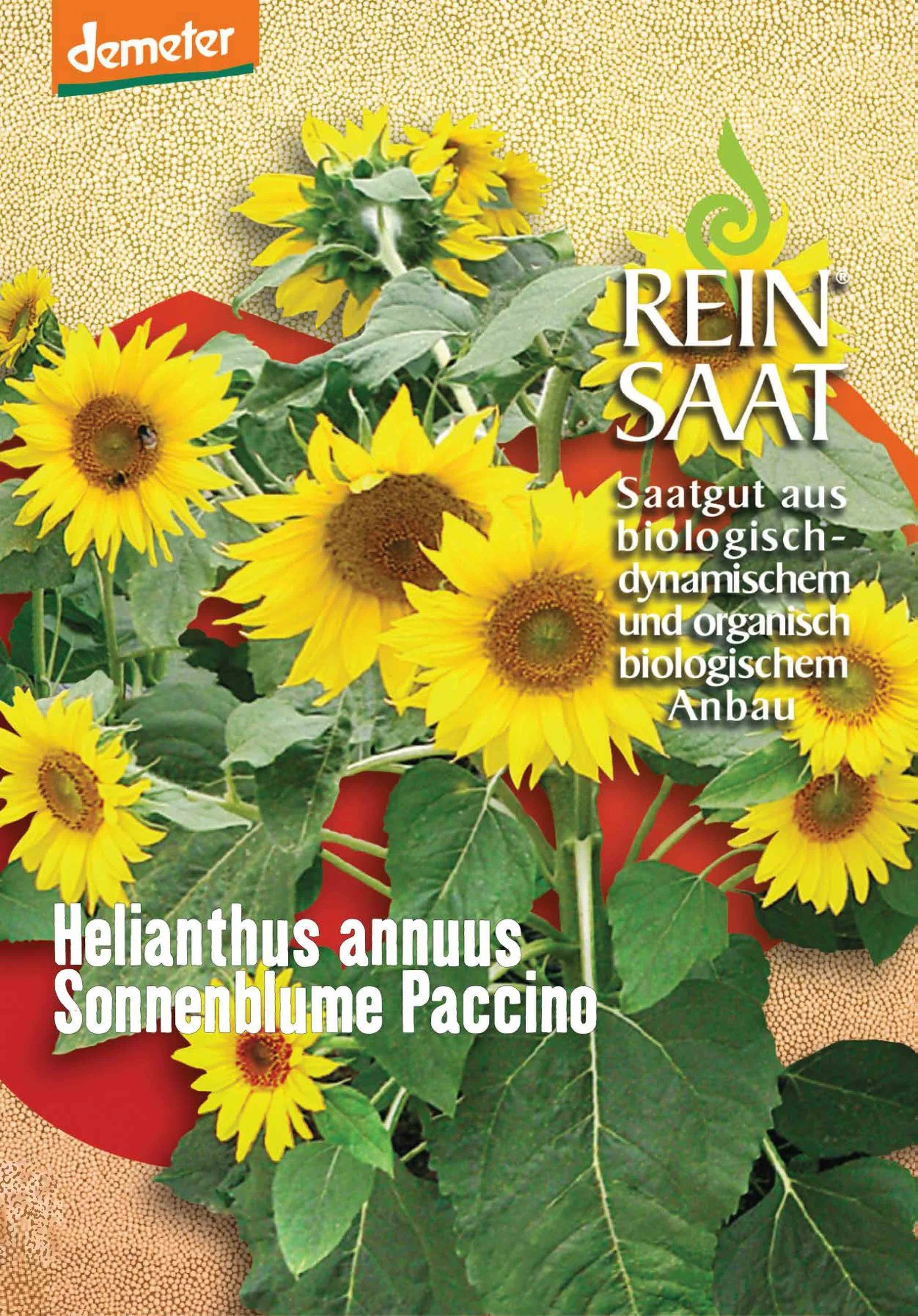 Sonnenblume Paccino | BIO Sonnenblumensamen Von Reinsaat