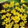 Eranthis Cilicica (Winterling) (15 Stück) | Blumenzwiebeln Von Quedlinburger