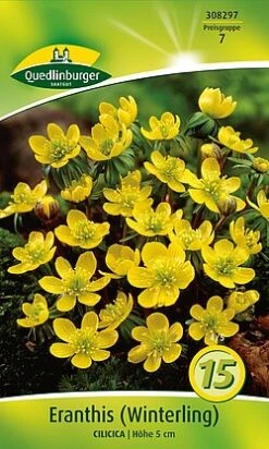 Eranthis Cilicica (Winterling) (15 Stück) | Blumenzwiebeln Von Quedlinburger