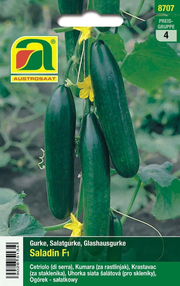 Salatgurke Saladin F1 | Glashausgurkensamen Von Austrosaat – Bild 2