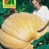 Riesenkürbis Atlantic Giant | Riesenkürbissamen Von Austrosaat