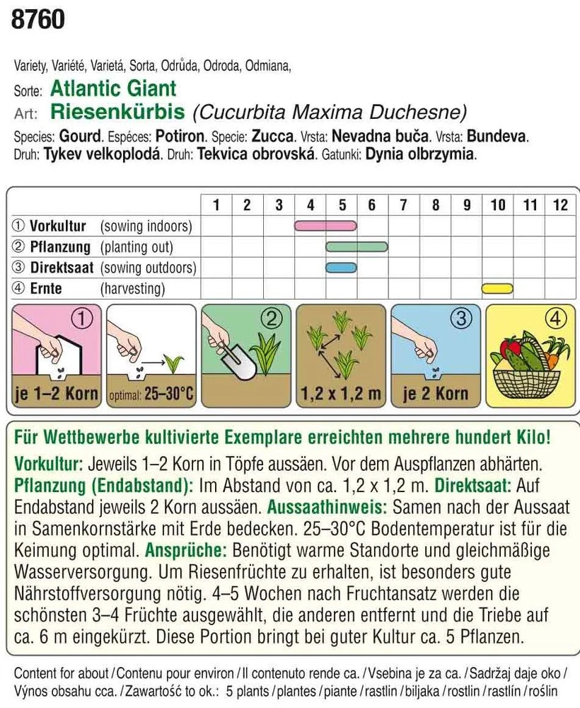 Riesenkürbis Atlantic Giant | Riesenkürbissamen Von Austrosaat – Bild 2