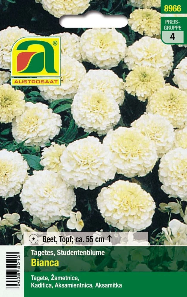 Studentenblume Bianca F1 | Studentenblumensamen Von Austrosaat