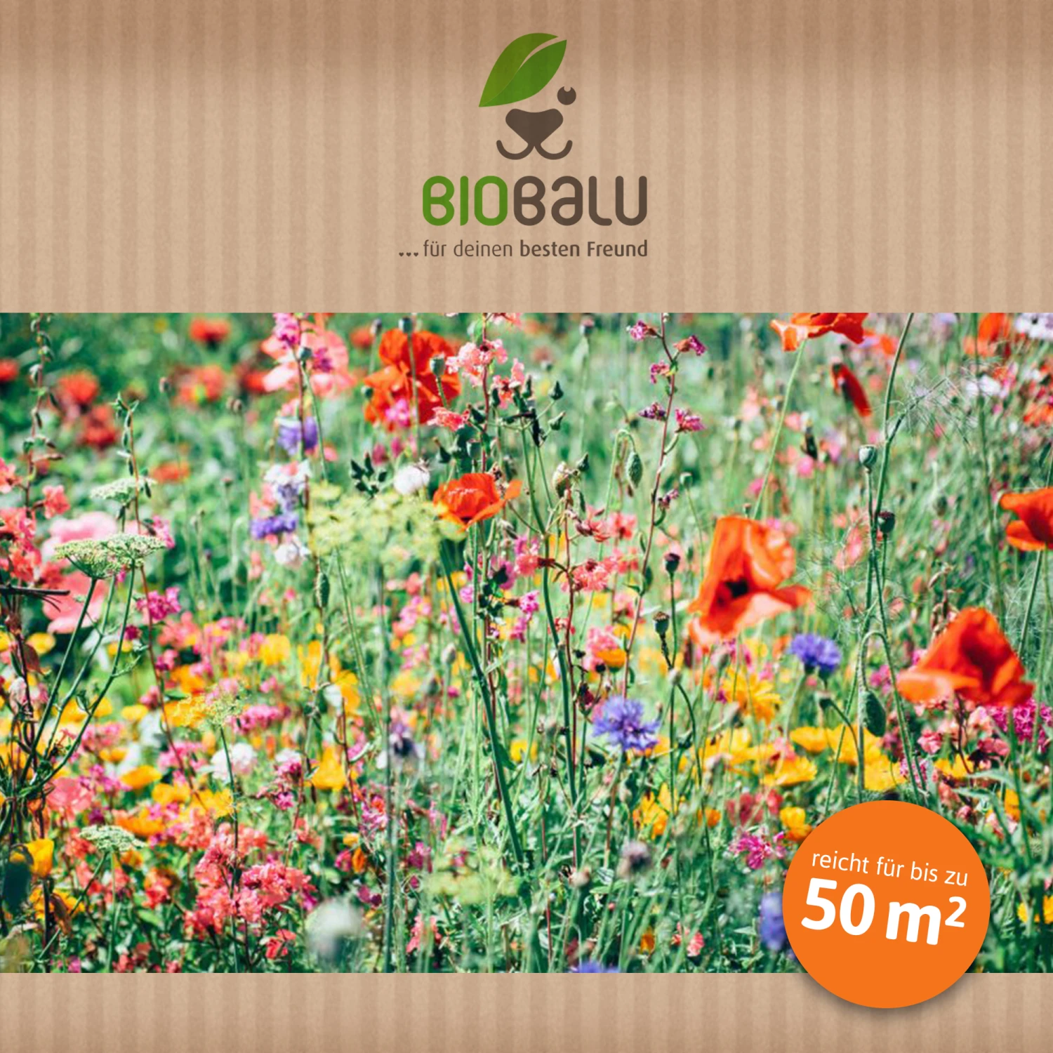 Bienenweide Region Nord-Ost (mehrjährig, 50 G) | Bienenwiese Von Biobalu – Bild 4