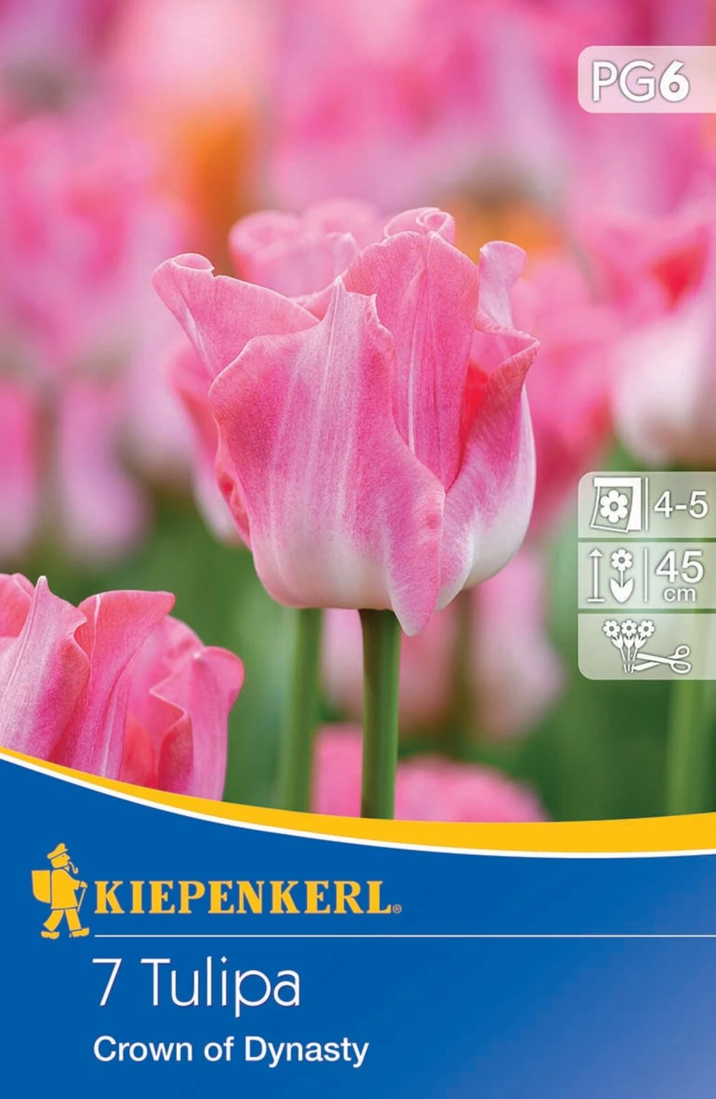 Kronentulpe Crown Of Dynasty (7 Stück) | Tulpenzwiebeln Von Kiepenkerl