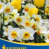 Tulpen-Narzissen-Mischung Sunny Clouds (10 Stück) | Tulpenzwiebeln Von Kiepenkerl