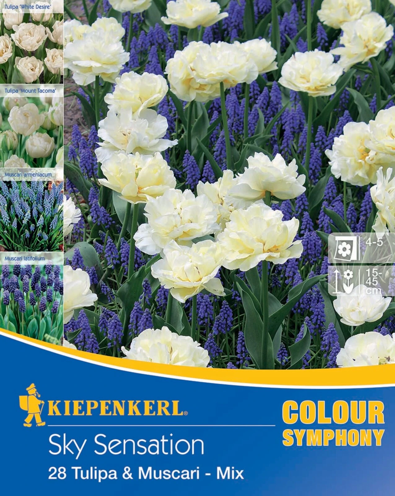 Colour Symphony Sky Sensation (28 Stück) | Blumenzwiebelmischungen Von Kiepenkerl – Bild 2