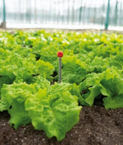 Bodenthermometer | GartengerÀte Von Sogo