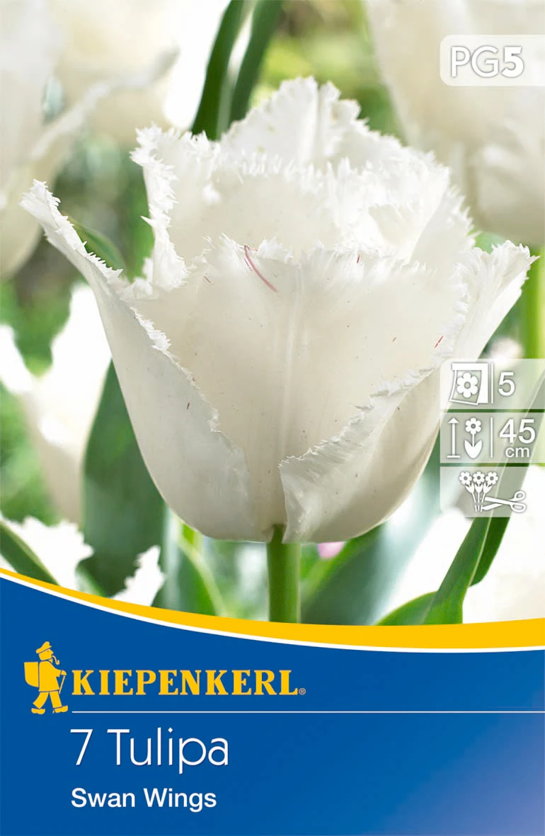 Gefranste Tulpe Swan Wings (7 Stück) | Tulpenzwiebeln Von Kiepenkerl – Bild 2