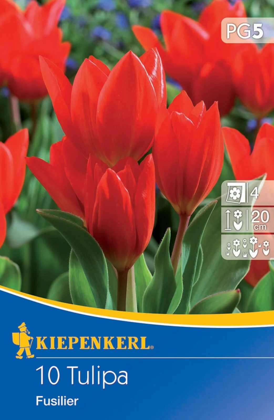 Wildtulpe Praestans Fusilier (10 Stück) | Tulpenzwiebeln Von Kiepenkerl